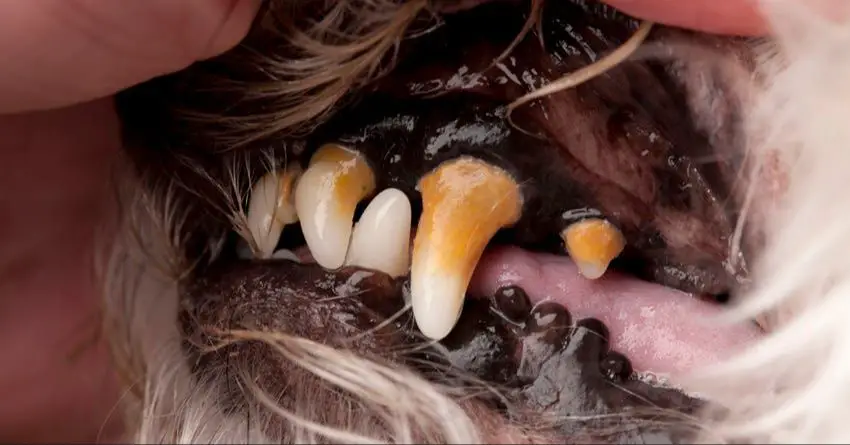 a dog's mouth with plaque buildup on the teeth