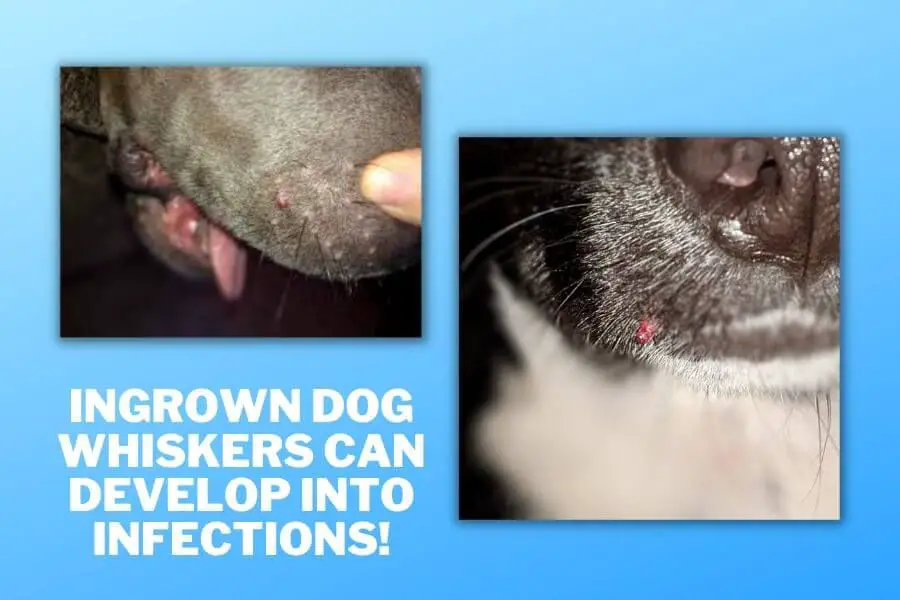 a dog's muzzle with a red, irritated ingrown whisker