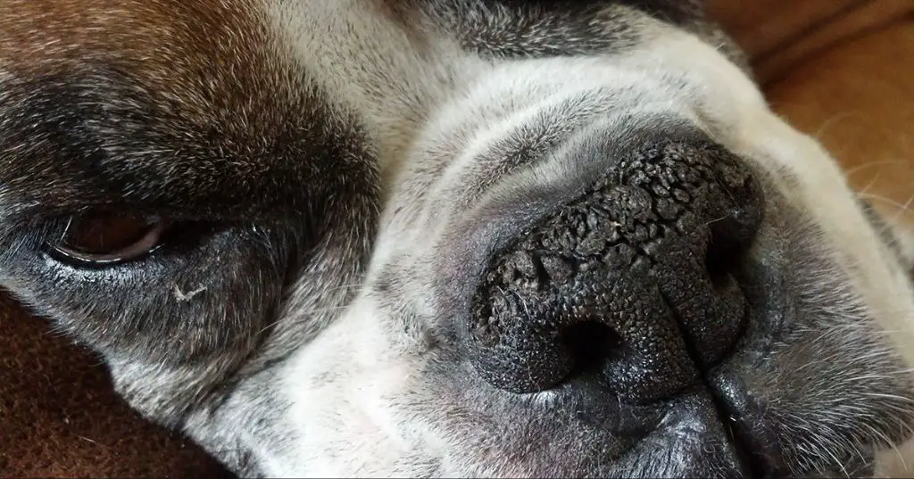 a dog's nose print comes from skin ridges and creases on their nose pad.