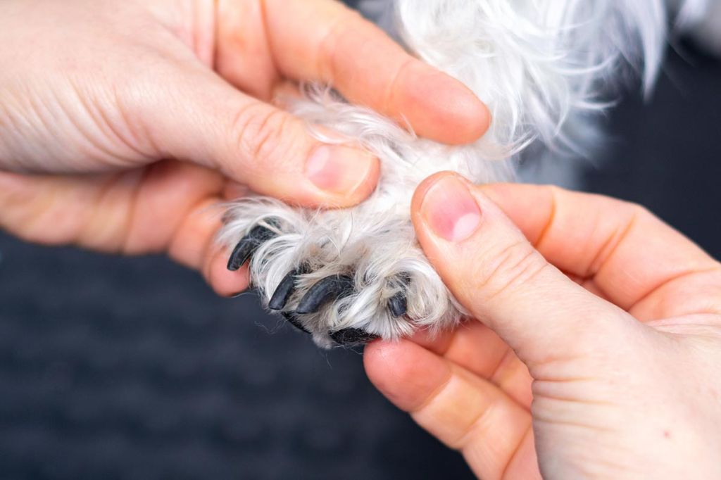 a dog's paw bleeding after its nail quick was cut