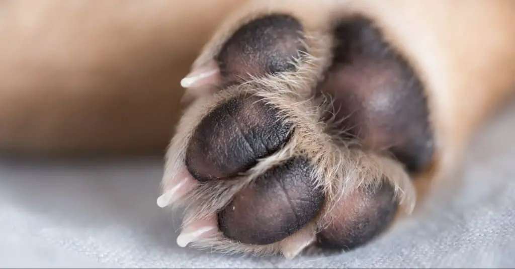 a dog's paw joint close up.