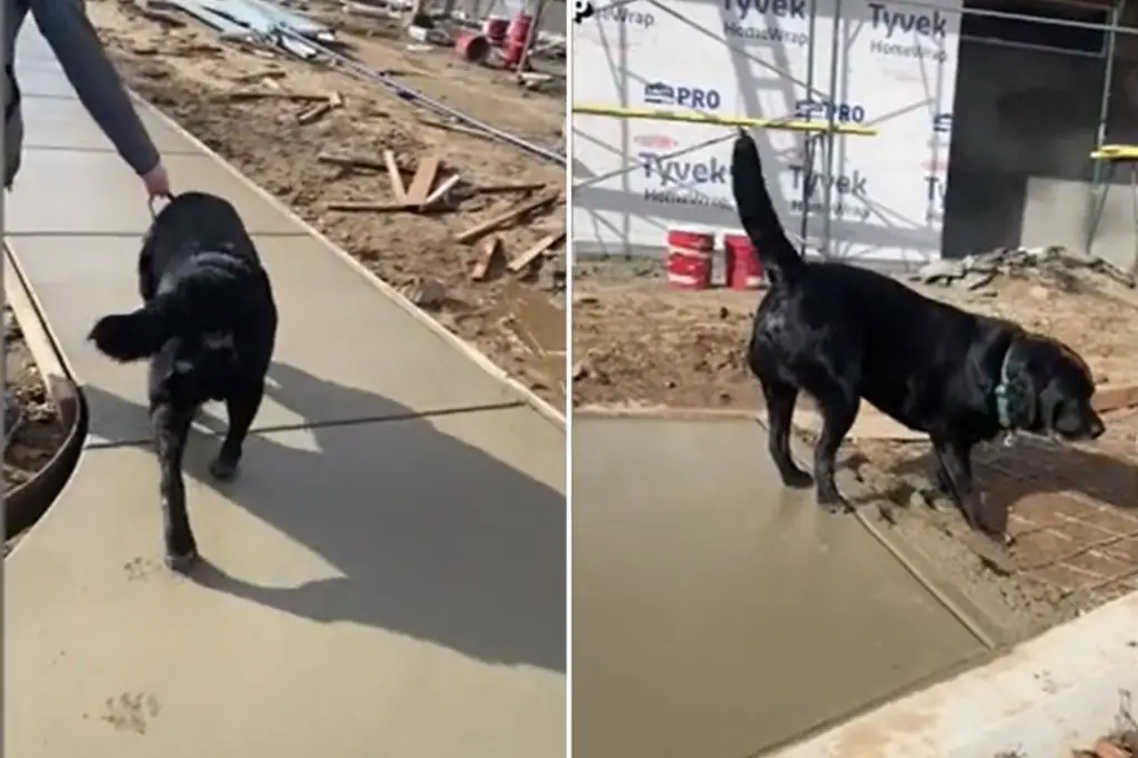 a dog's paws on a concrete floor, covered in soap bubbles