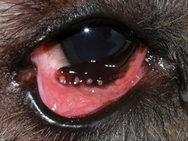 a dog's red irritated eye due to conjunctivitis