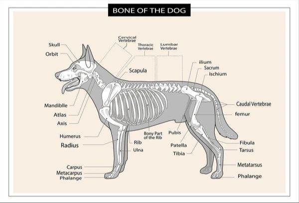 a dog's skeletal structure showing spine and ribs