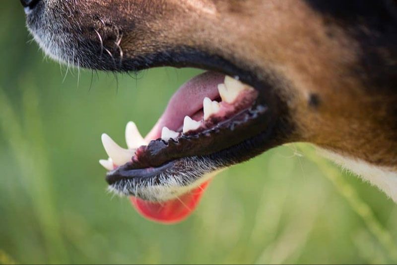 a dog's teeth and jaws