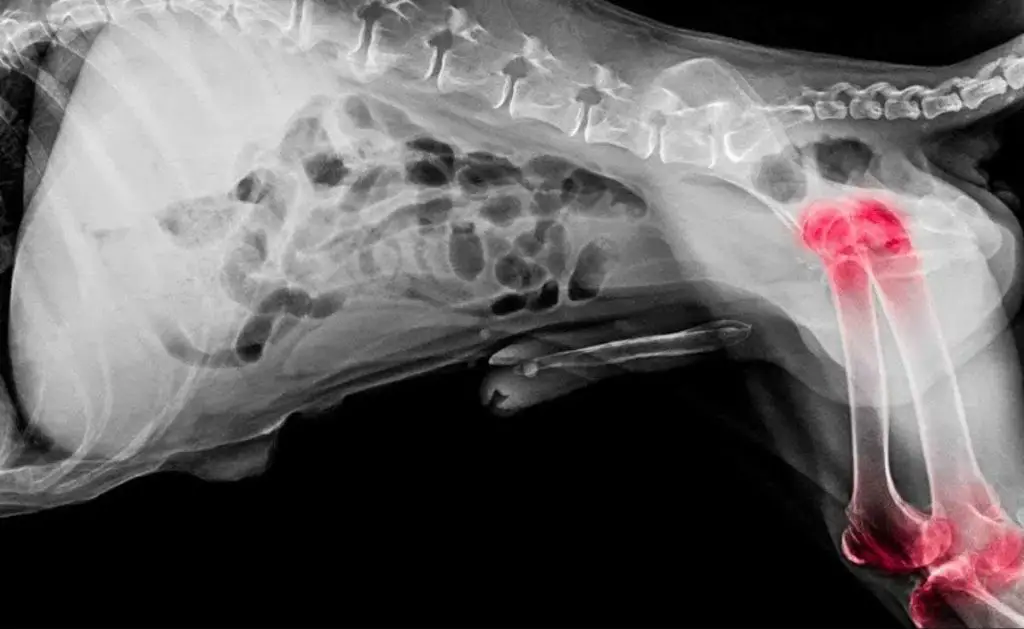 a dog's x-ray showing a bone tumor