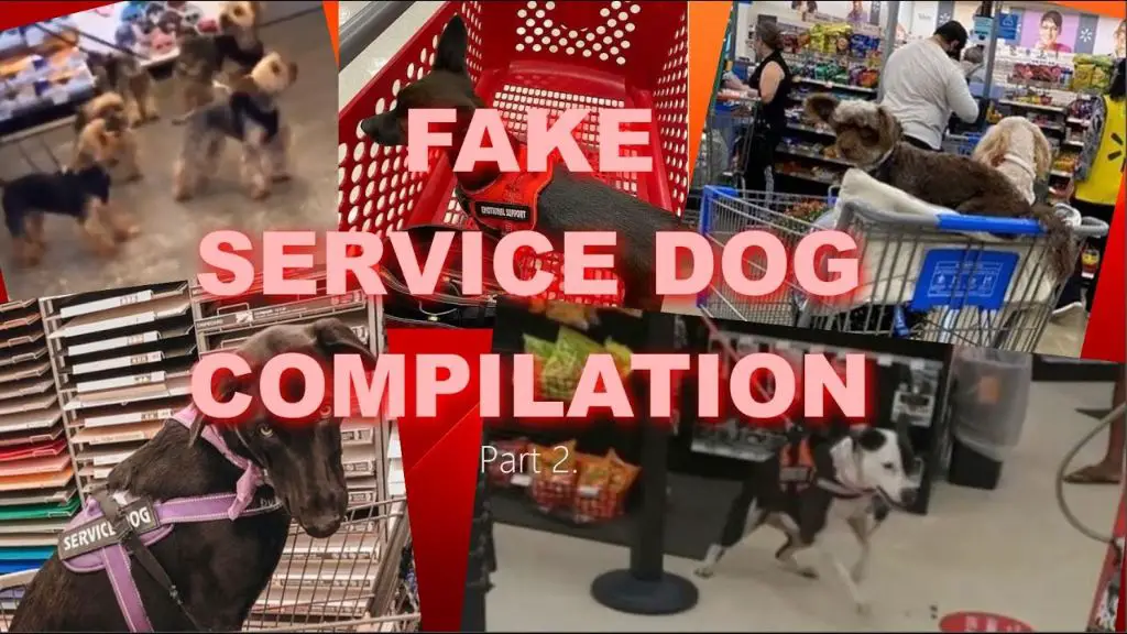 a fake service dog growling and lunging at another dog inside a walmart store