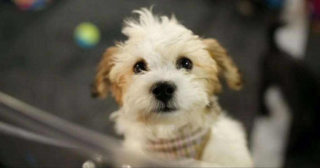 a family adopting a hypoallergenic puppy from a shelter