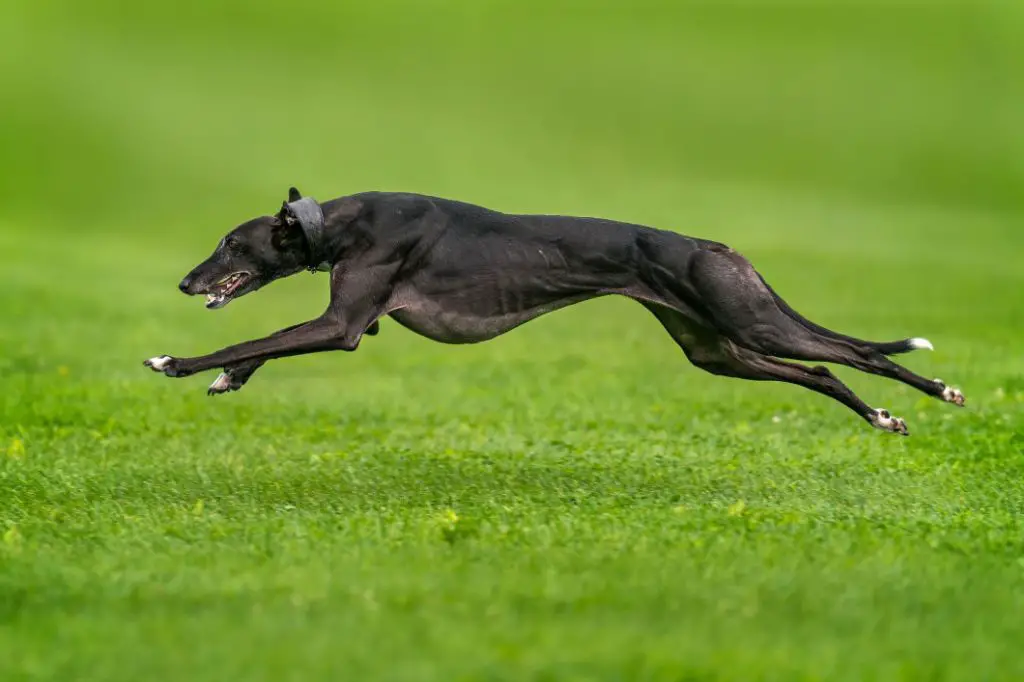a fast running dog breed
