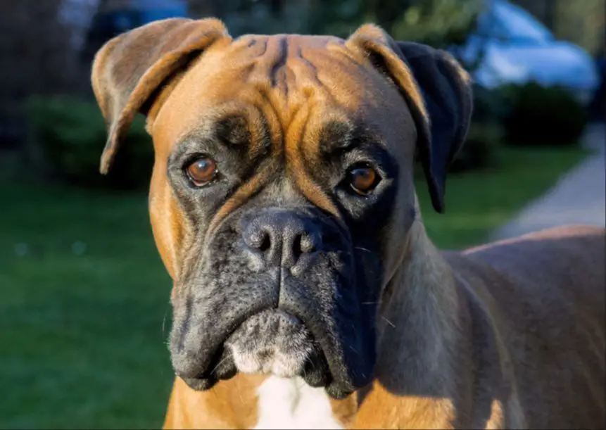 a fawn-colored boxer dog peers over a windowsill, looking outside with a serious expression on its face. its wrinkled face and alert brown eyes are shown looking intently.