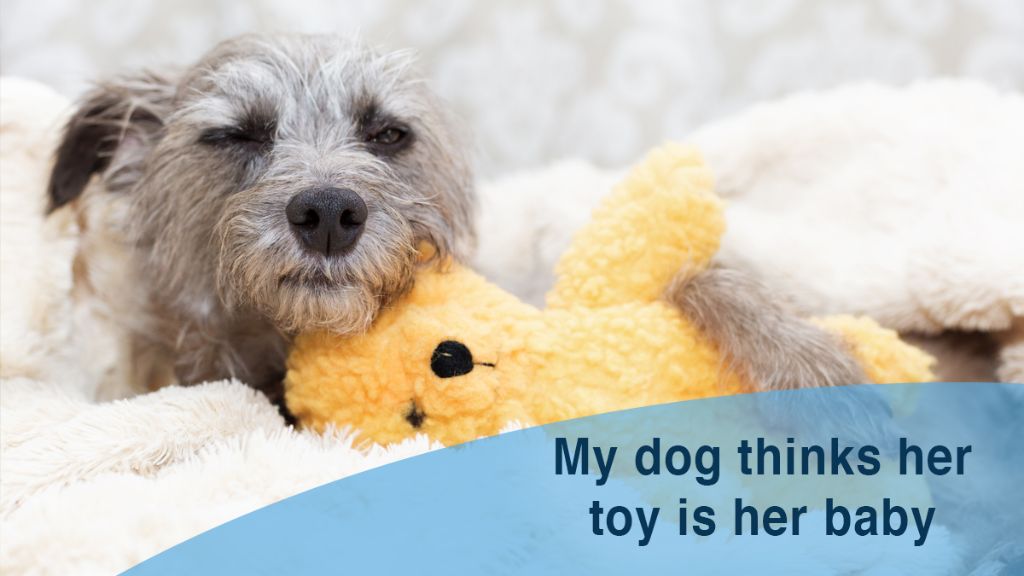 a female dog gather toys into a nest while lactating