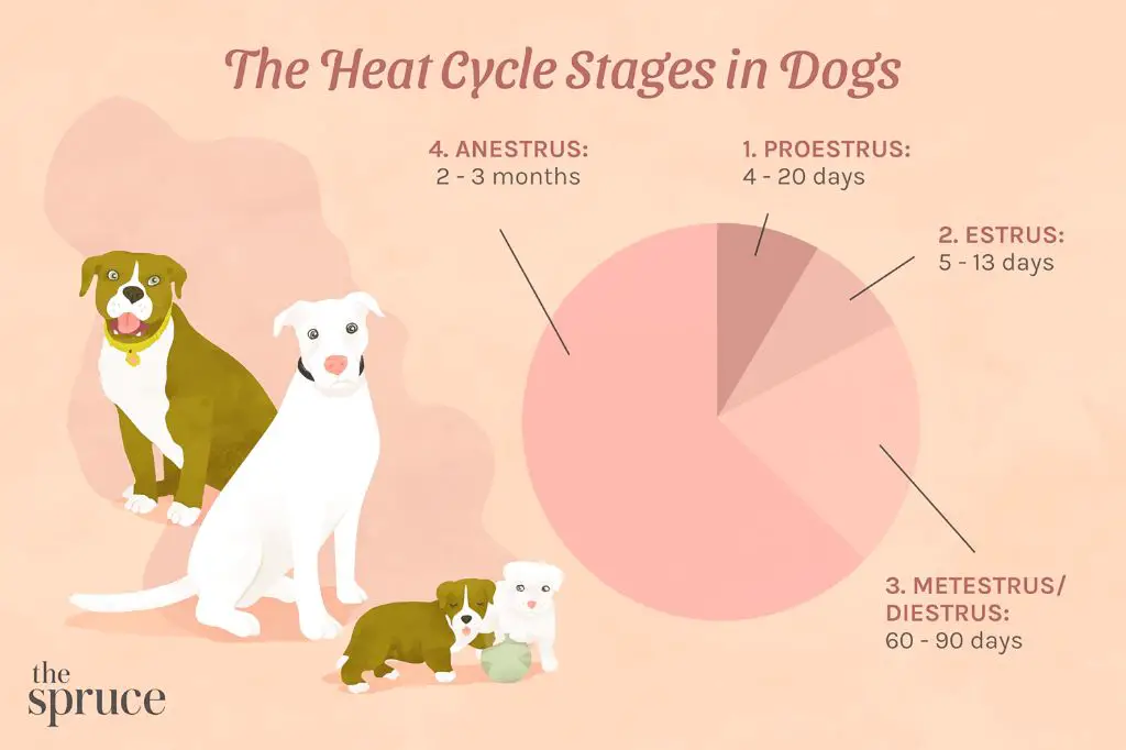 a female dog going through estrus or heat cycle