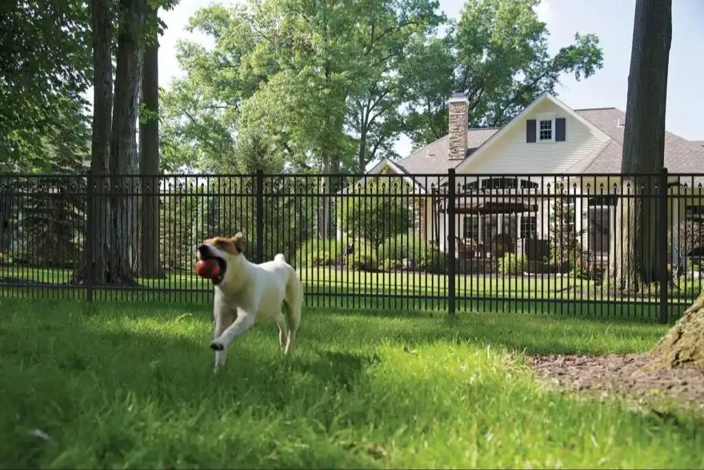 a fenced in backyard for dogs