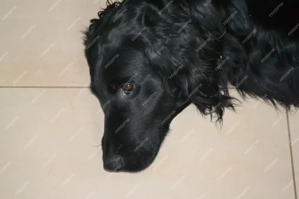 a flat coated retriever playing fetch