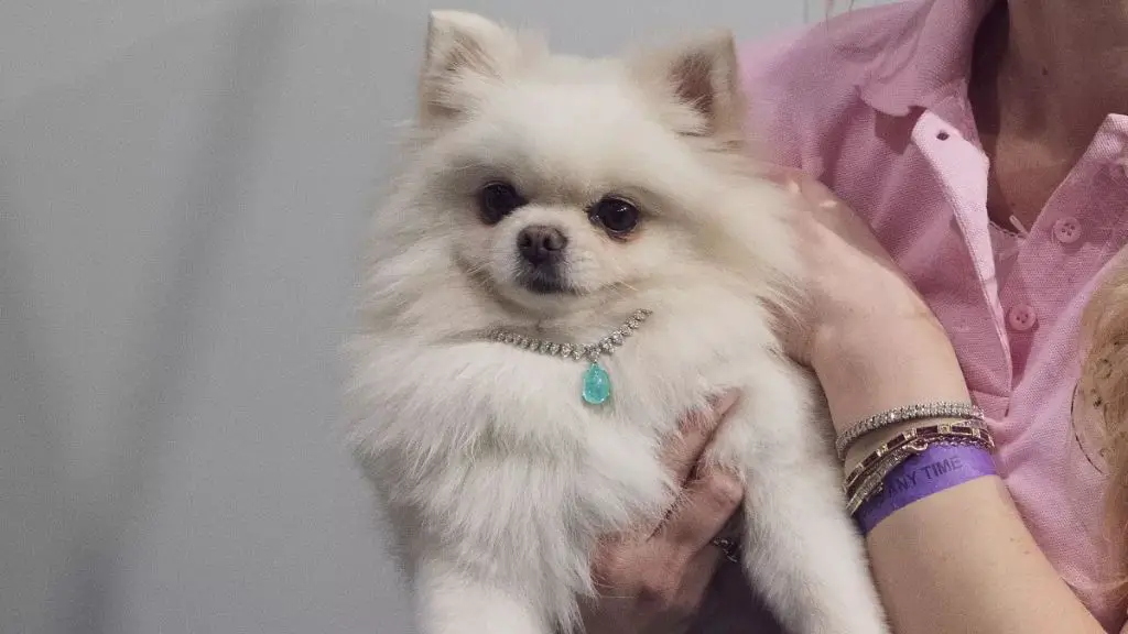 a fluffy pomeranian dog poses proudly with a sparkling amethyst gemstone necklace around its neck, complementing its blonde fur.