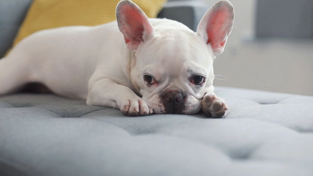 a fluffy white french bulldog puppy lays on its back on a bed. its little legs stick up in the air as it looks at the camera with a cute, curious expression on its smooshed face.