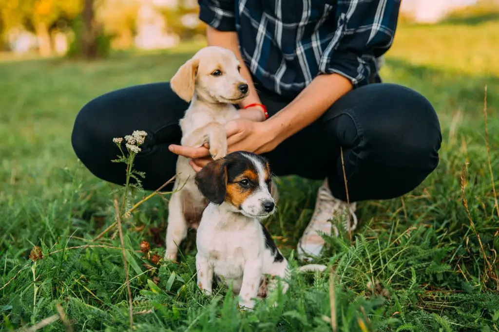 a foster carer bonds with a rescue dog in their temporary home before adoption.