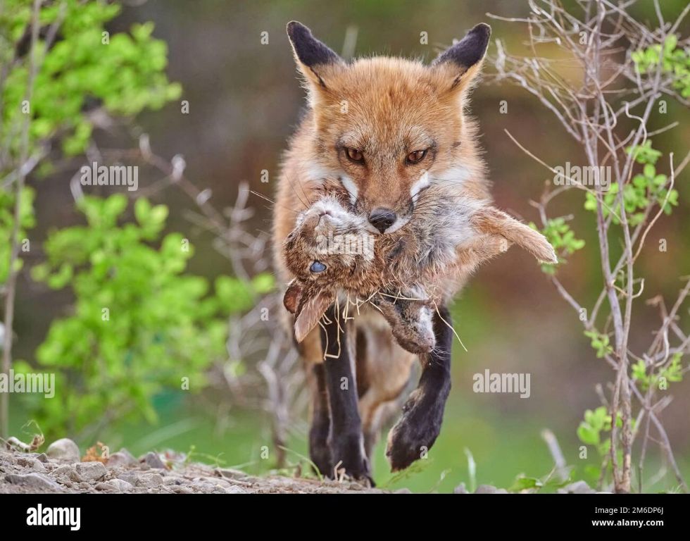 a fox carrying a small rabbit in its mouth after a successful hunt.