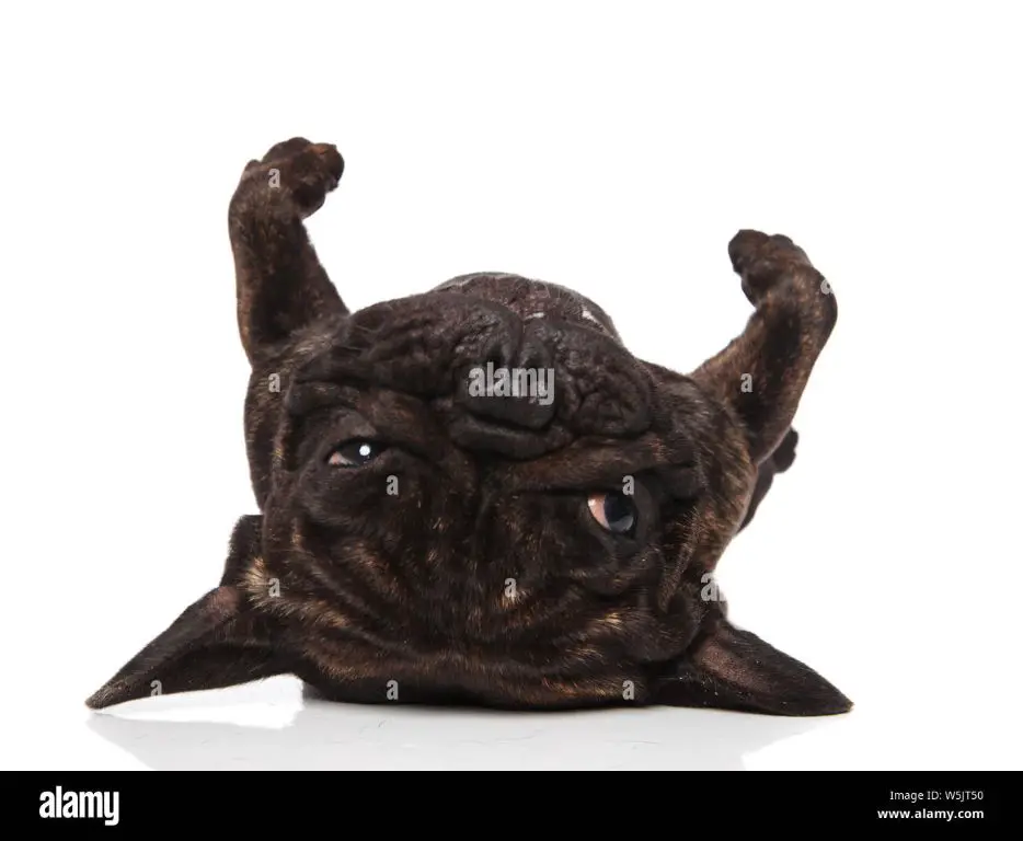 a french bulldog puppy lays on its back looking cute and content, its little paws up in the air.