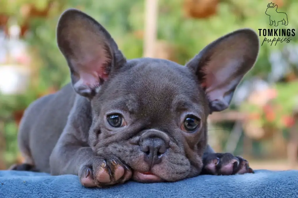 a french bulldog puppy