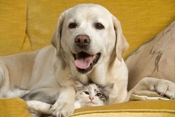 a friendly brown labrador retriever relaxing on a sofa next to a cat