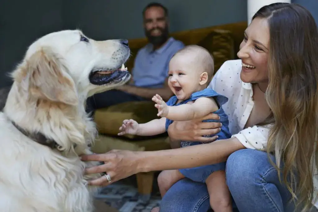 a friendly mixed breed dog greeting a person