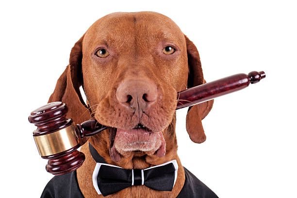 a gavel representing legal distinctions made between pets like dogs and other types of animals.