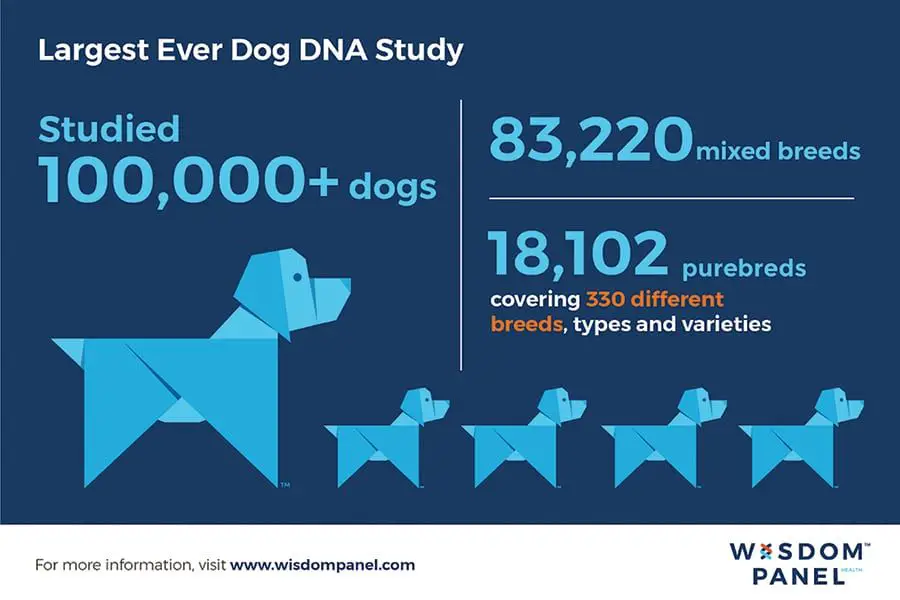 a geneticist studying canine dna