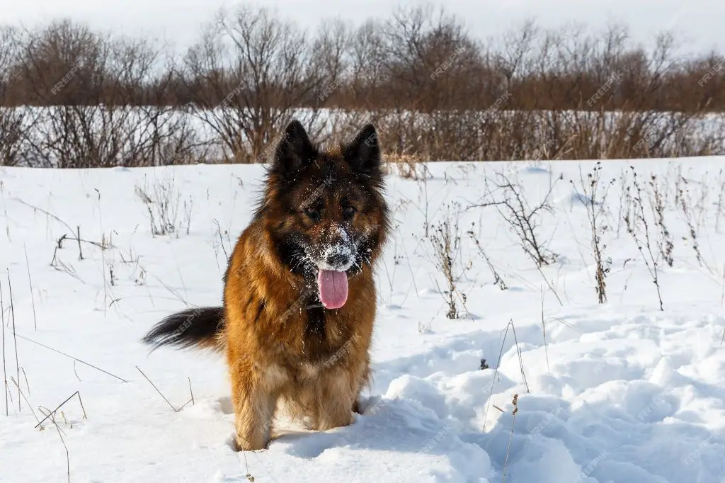 a german shepard dog with a bushy tail