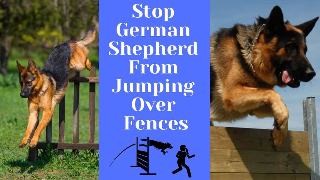 a german shepherd climbing a fence