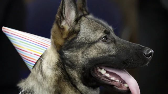 a german shepherd dog hearing the high-pitched sound from a dog whistle