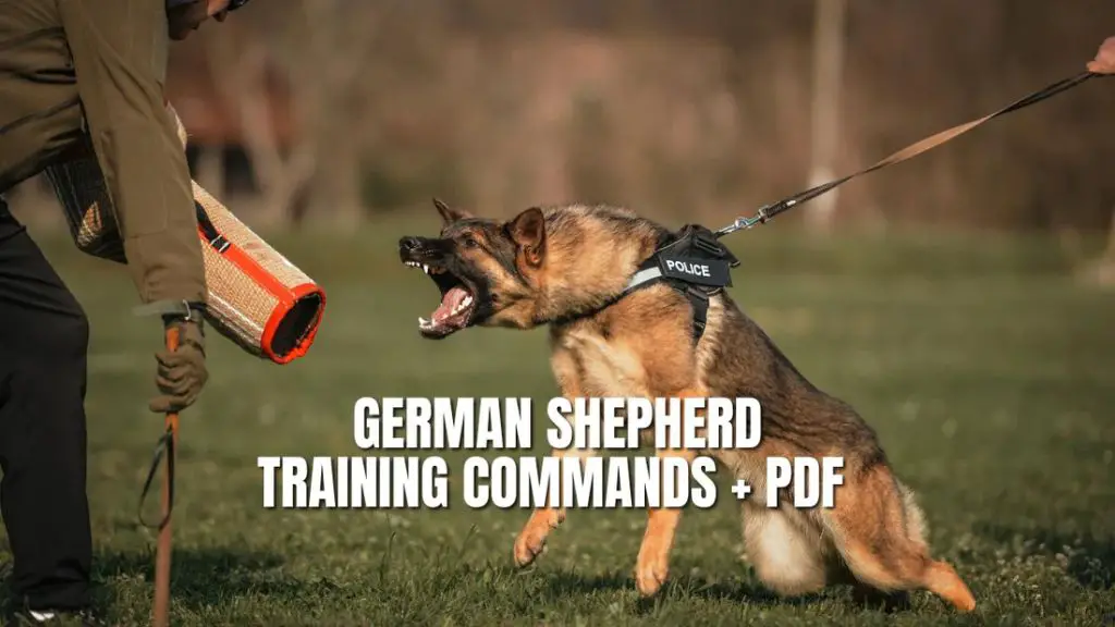 a german shepherd dog responding quickly to a training command.