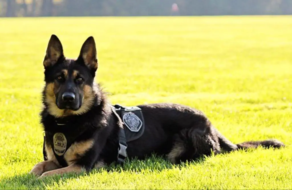 a german shepherd dog wearing a vest