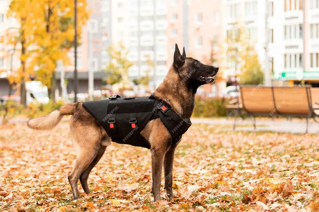 a german shepherd dog wearing a vest