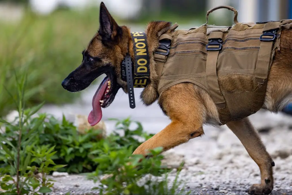 a german shepherd military working dog practices detecting explosives.