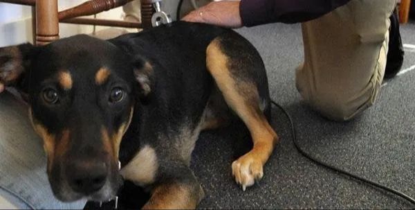 a german shepherd mix breed dog standing up after chiropractic treatment