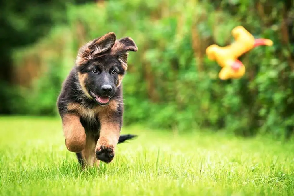 a german shepherd puppy playing fetch