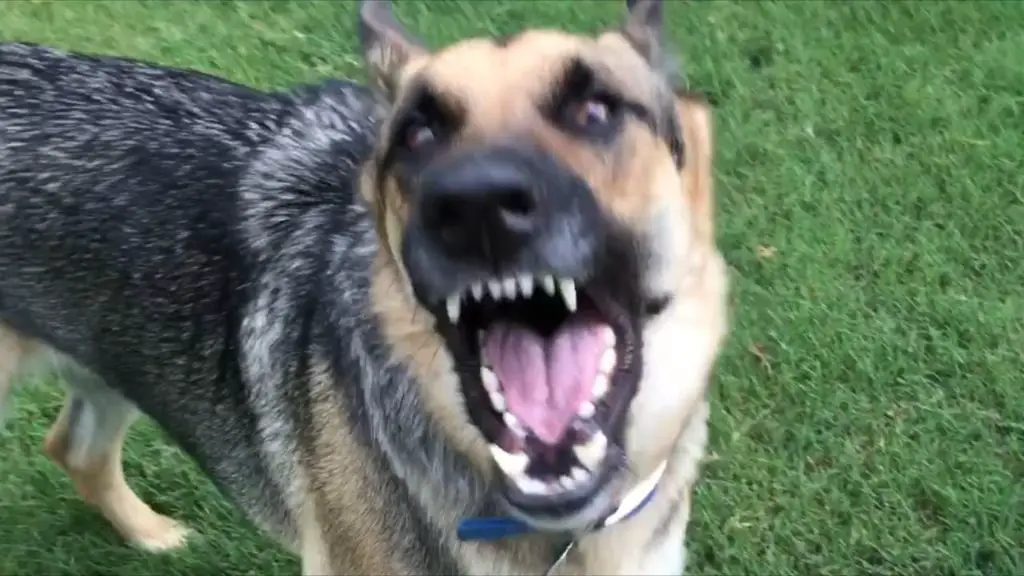 a german shepherd with its mouth wide open, barking loudly.