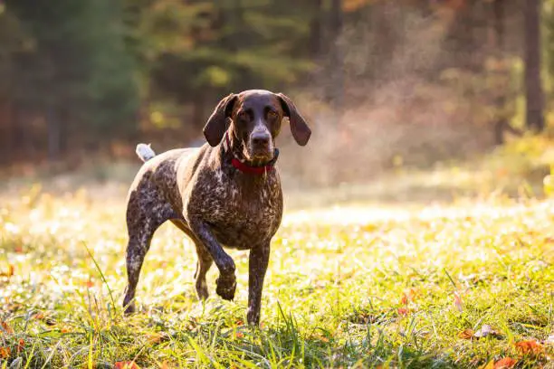 a german shorthaired pointer freezing and pointing towards pheasants in the distance.