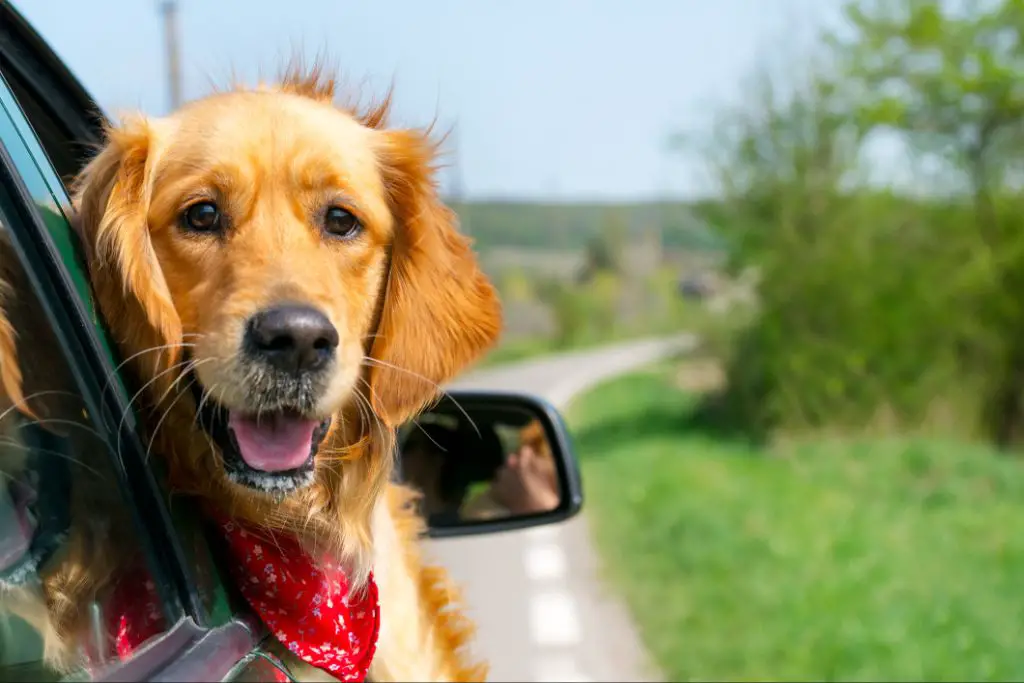 a golden retriever dog sticking his head out a metro window in paris