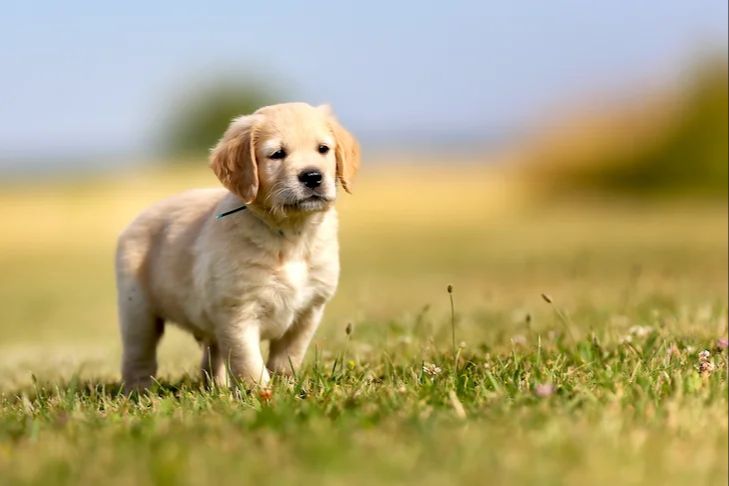 a golden retriever puppy