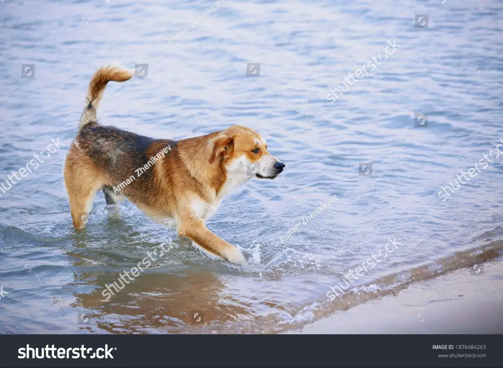 a golden retriever runs happily along a sandy beach, its mouth open and tongue hanging out as it chases a stick. the dog's golden fur blows in the wind as it focuses on the stick ahead.