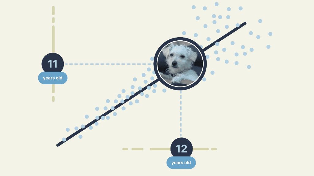 a graphic showing potential interventions to extend dog longevity 