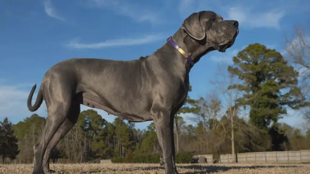 a great dane standing and taking up most of the frame of a doorway