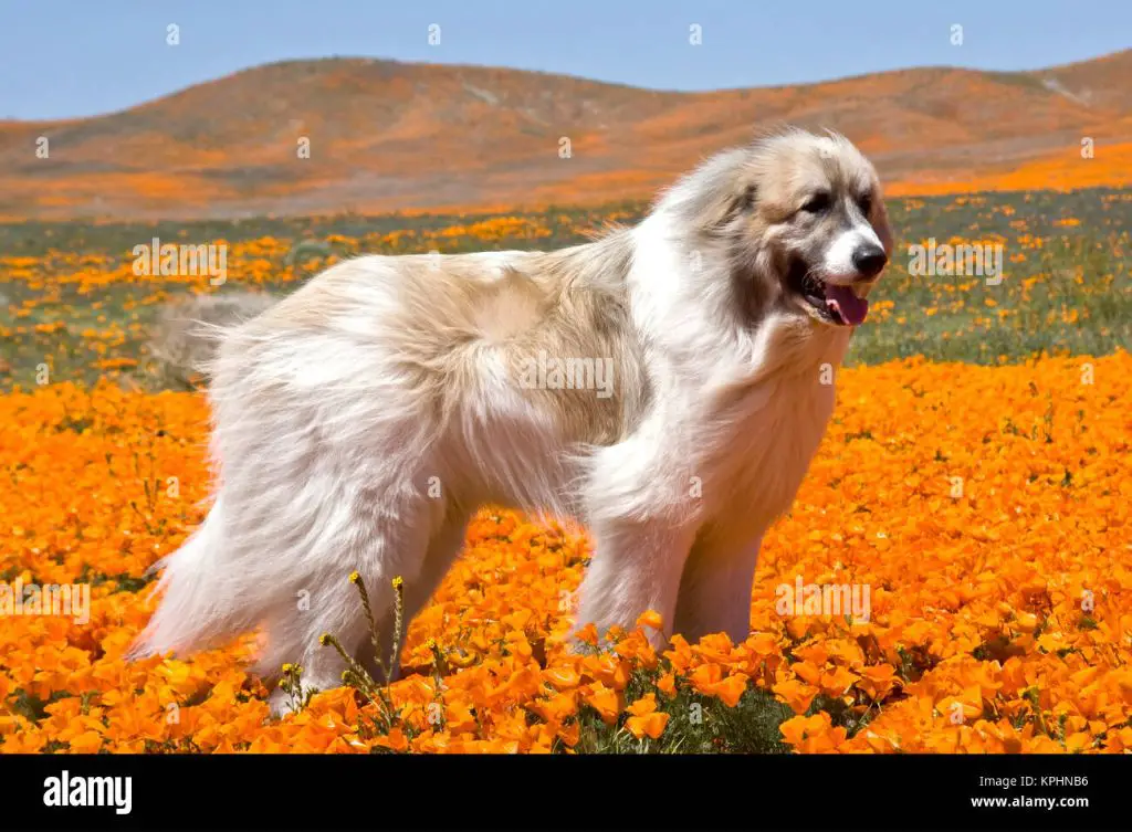 a great pyrenees dog standing in a field