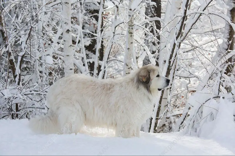 a great pyrenees dog standing in snow