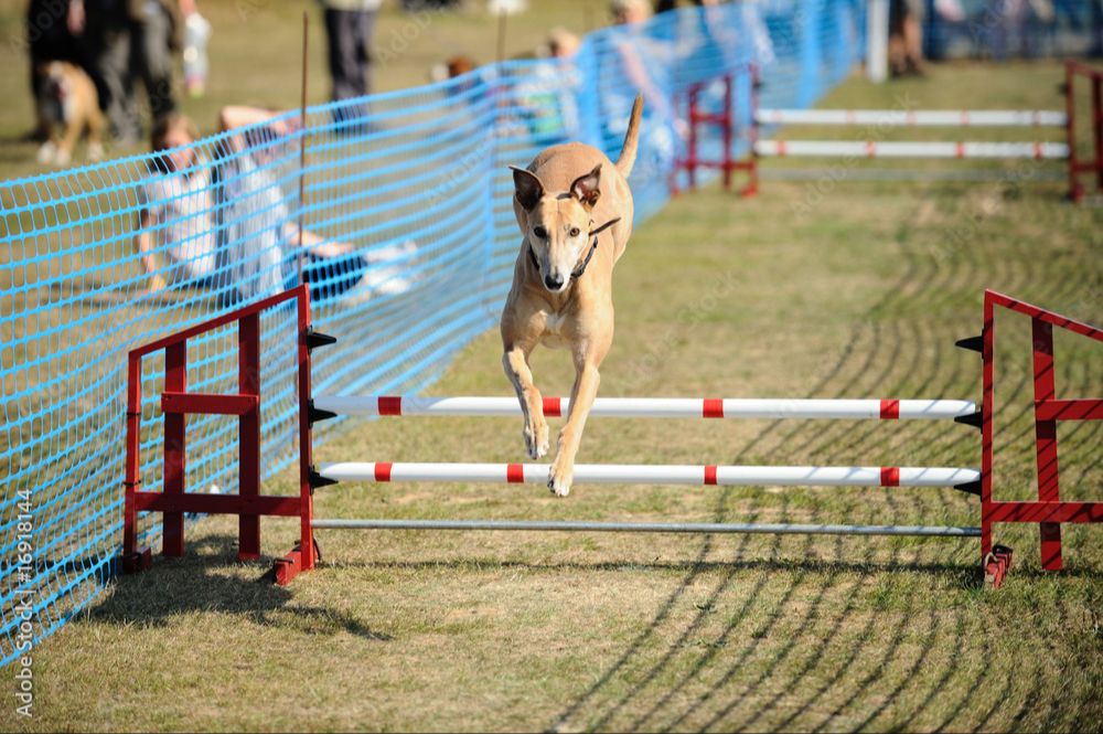 a greyhound jumping over a hurdle in a competition