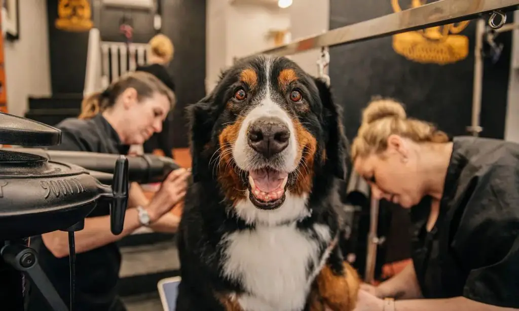 a groomed dog leaving a home business happily with its owner.