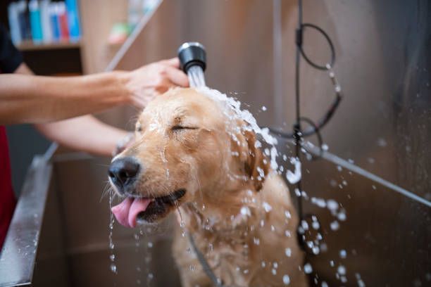 a groomer bathing a golden retriever in a tub