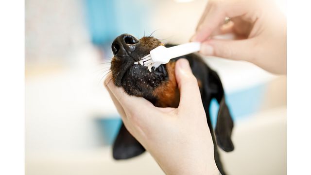 a groomer brushing a dog's teeth